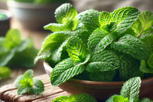 Menta